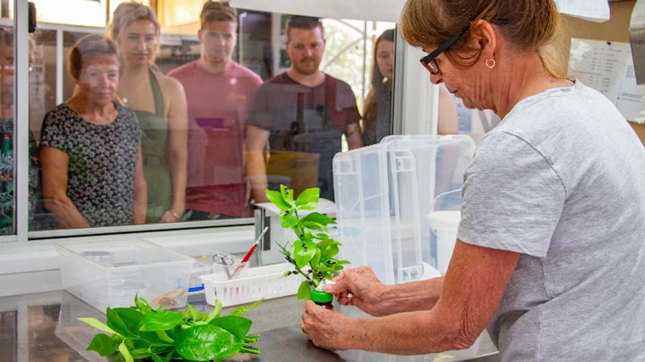 Step into Kuranda's Australian Butterfly Sanctuary and prepare to be enchanted by the mesmerising dance of fluttering wings!